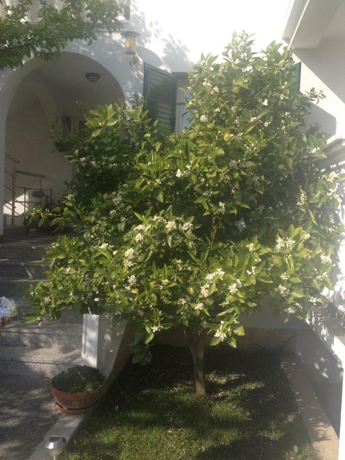 Apartmani Vukicevic Водице Екстериор снимка